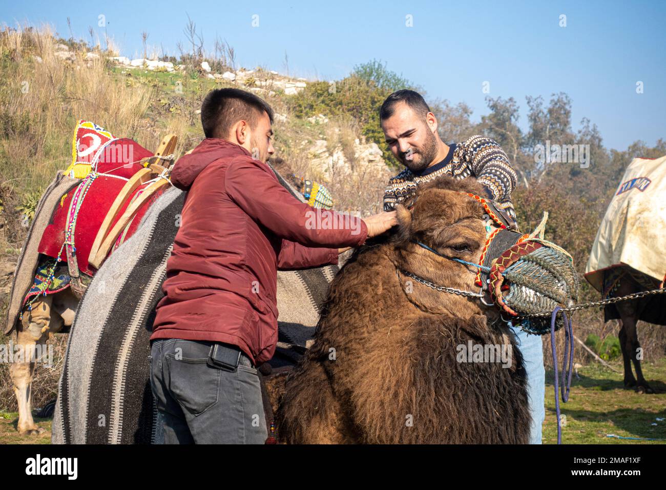 camel handlers preparing dressing a camel for participation in 2023 Annual Camel Wrestling Championship in Selcuk,Turkey Stock Photo