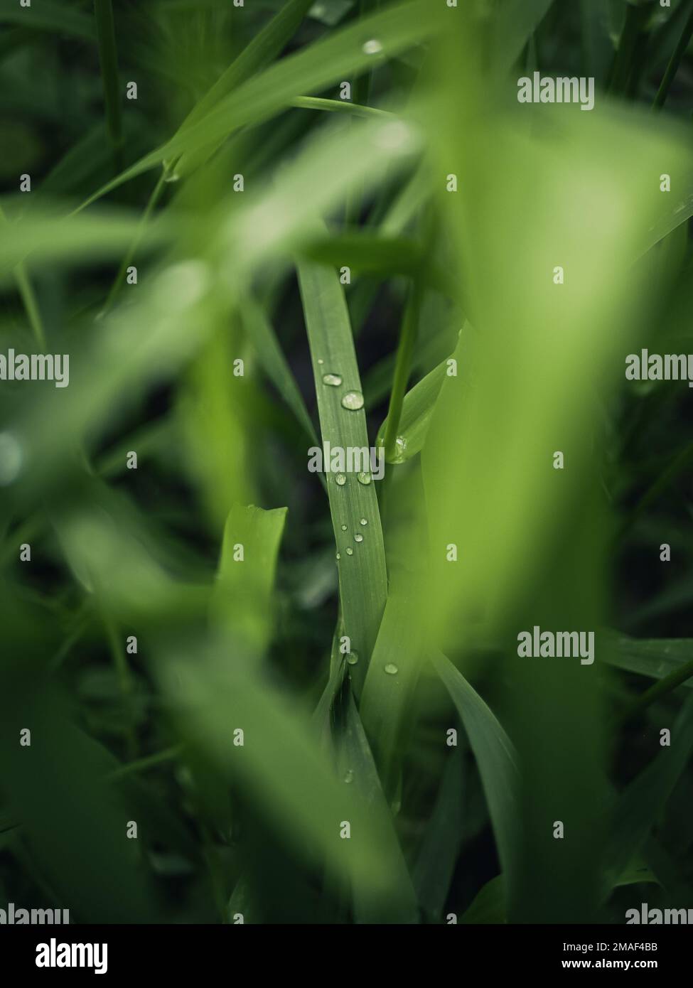 Raindrops grass hi-res stock photography and images - Alamy