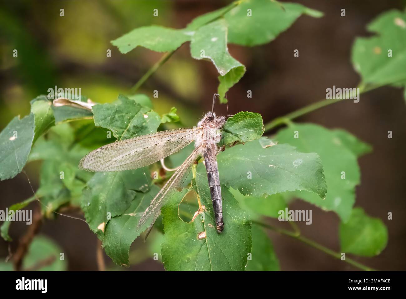 Distoleon tetragrammicus, a species of antlion in the neuropteran family Myrmeleontidae. Adult Antlion Lacewing, ant lion, close-ap Stock Photo
