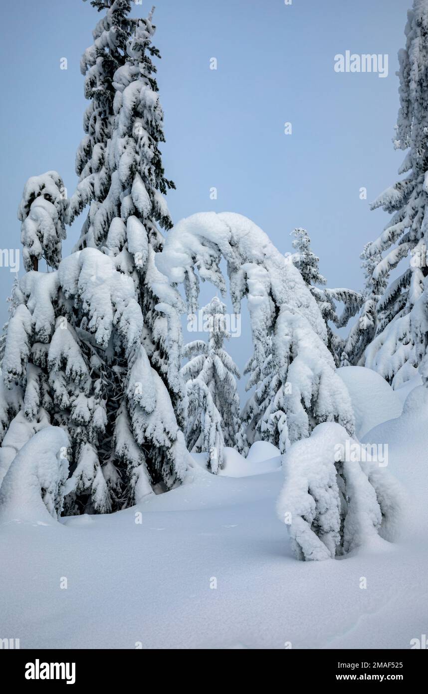 WA22946-00...WASHINGTON - Snow covered trees in the Central Cascade Mountains of Washington; Okanogan-Wenatchee National Forest. Stock Photo