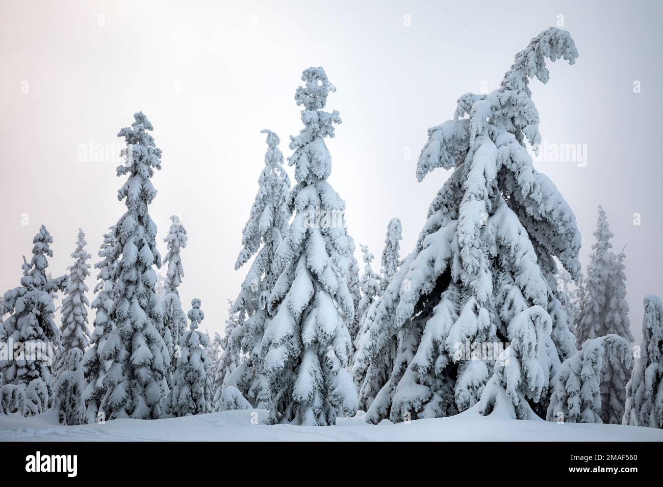 WA22948-00...WASHINGTON - Snow covered trees just above a fog layer on Mount Amabilis in the Okanogan-Wenatchee National Forest. Stock Photo