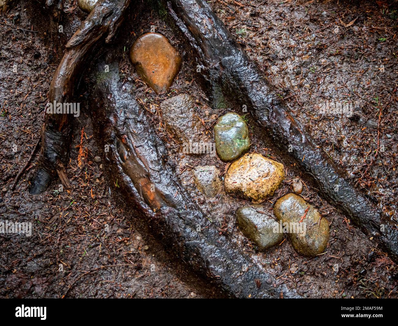 WA22954-00...WASHINGTON - Colorful rocks sandwiched between roots along the Mainline trail at Pleasure Valley Conservation Area. Stock Photo