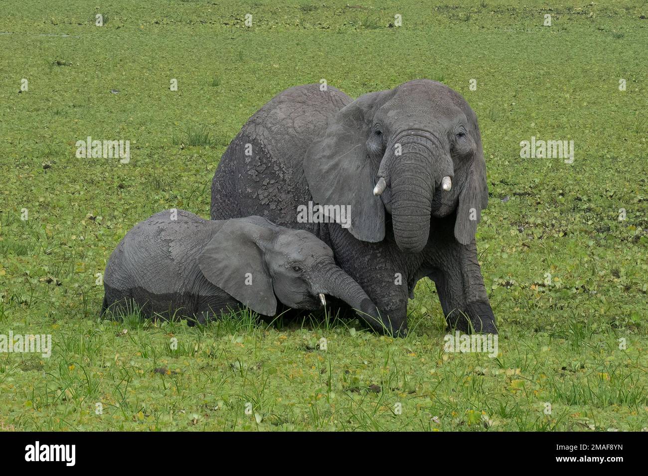 A mother elephant and her calf enjoying fresh water in the dusty ...