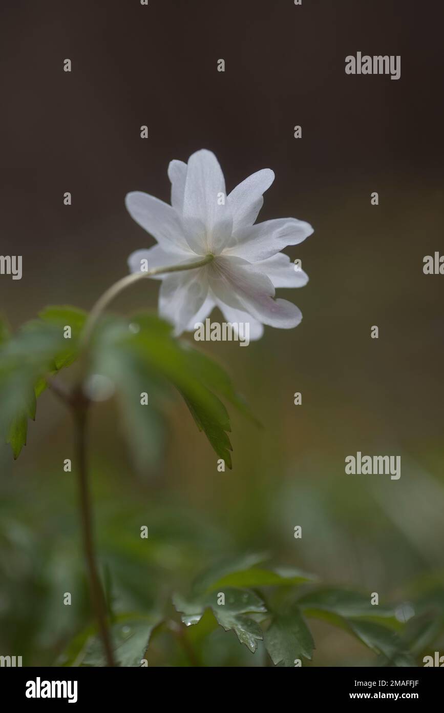 Spring hoppers hi-res stock photography and images - Alamy