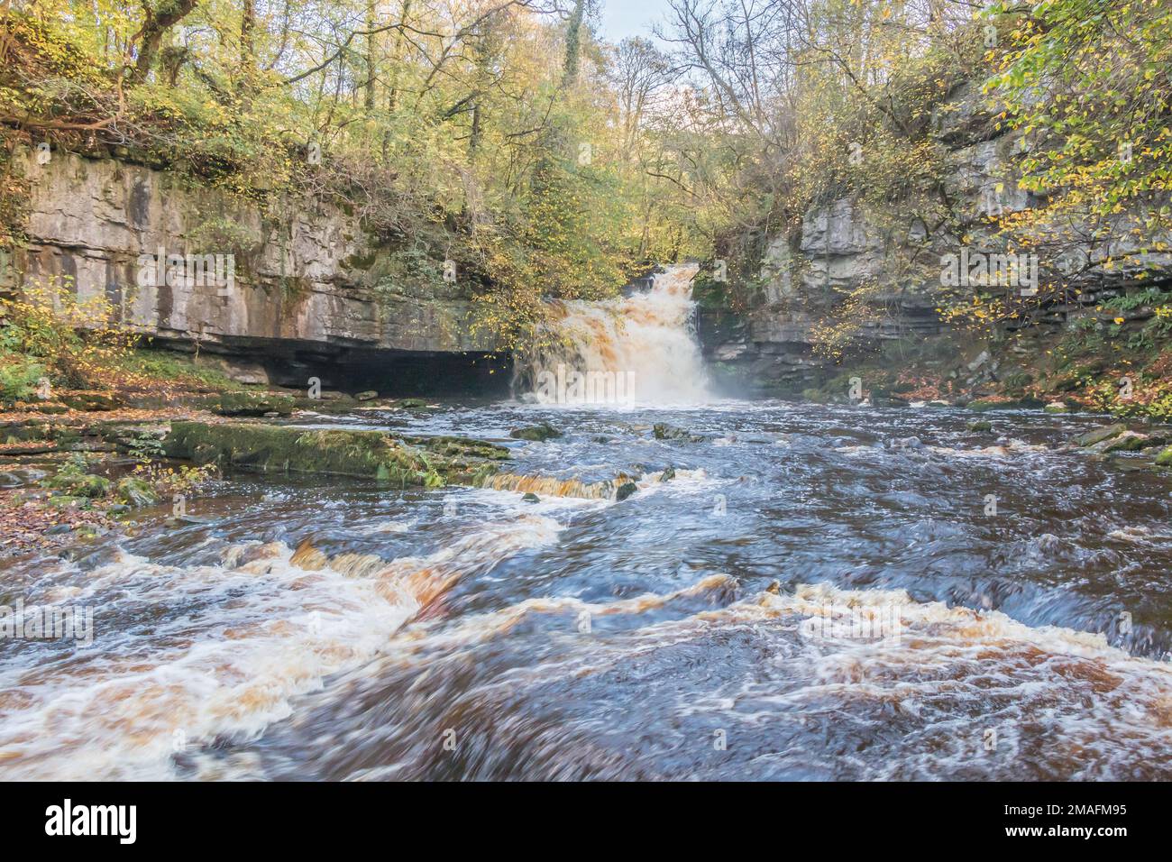 A very swollen Walden Beck thunders over Cauldron Force waterfall in pale autumn sunshine. West Burton, Wensleydale, Yorkshire Dales National Park Stock Photo