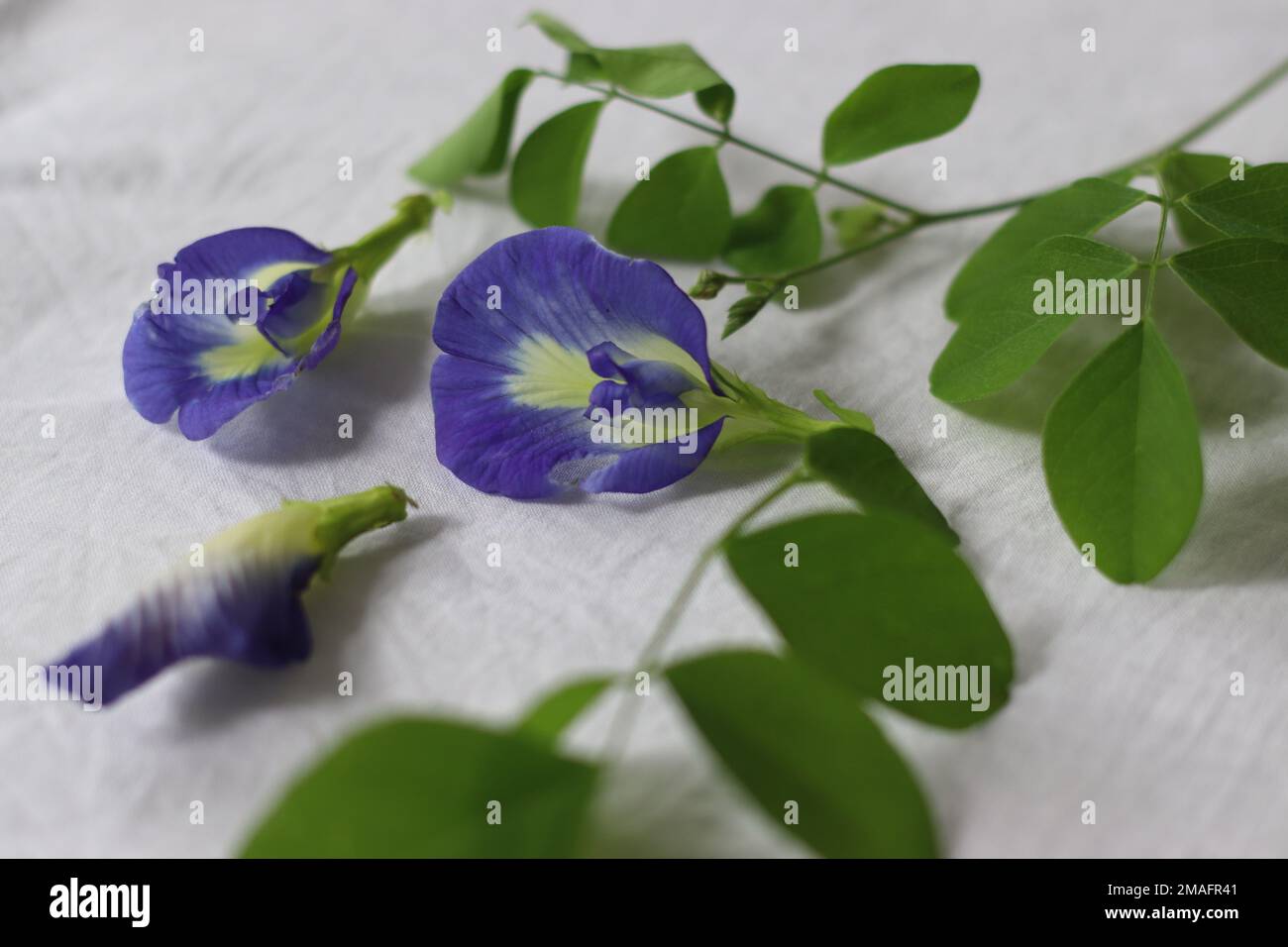 Butterfly pea flower. Flower of Clitoria ternatea plant, also known as