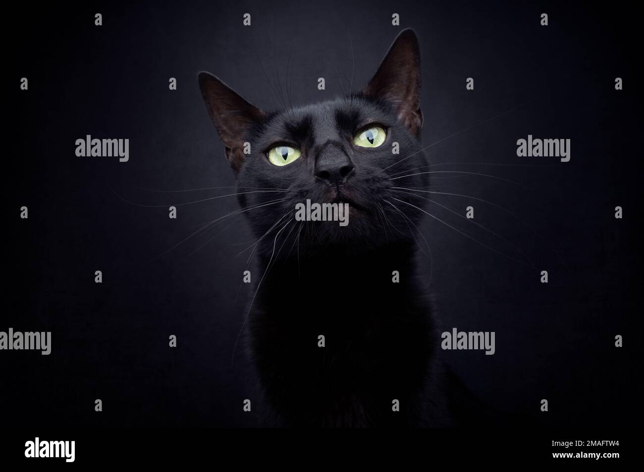 beautiful black cat looking at camera on black background portrait ...