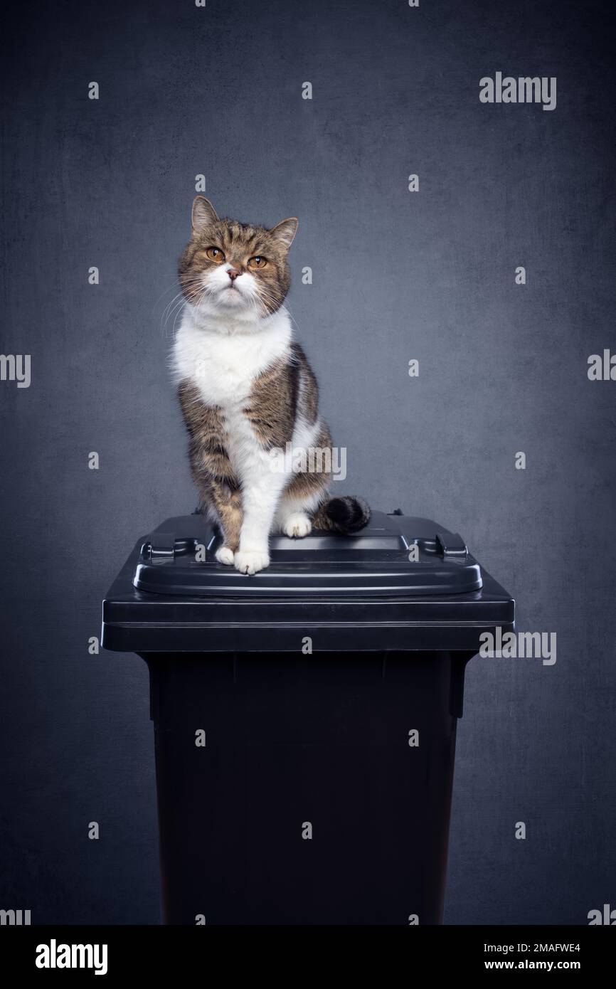 cat sitting on thrashcan for residual waste on gray concrete background with copy space. concept image for mineral cat litter pollution Stock Photo