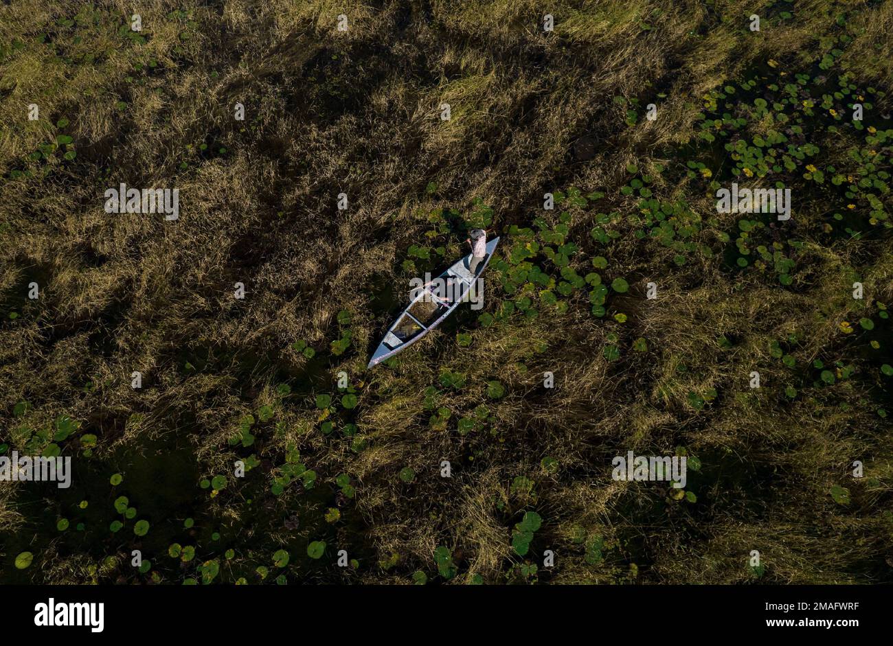 Leech Lake Tribal College students harvest wild rice in Steamboat Bay