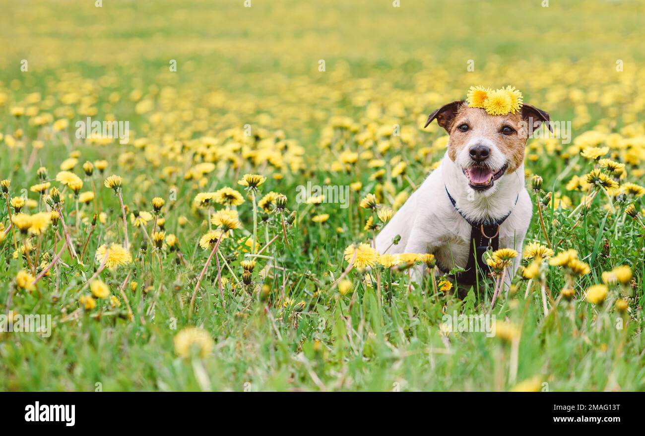 Springtime portrait of dog sitting among spring yellow dandelion flowers in field Stock Photo