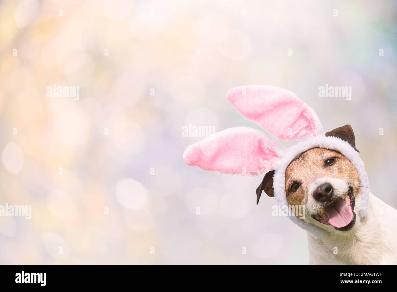 Bright Easter background with happy smiling dog wearing bunny ears costume Stock Photo