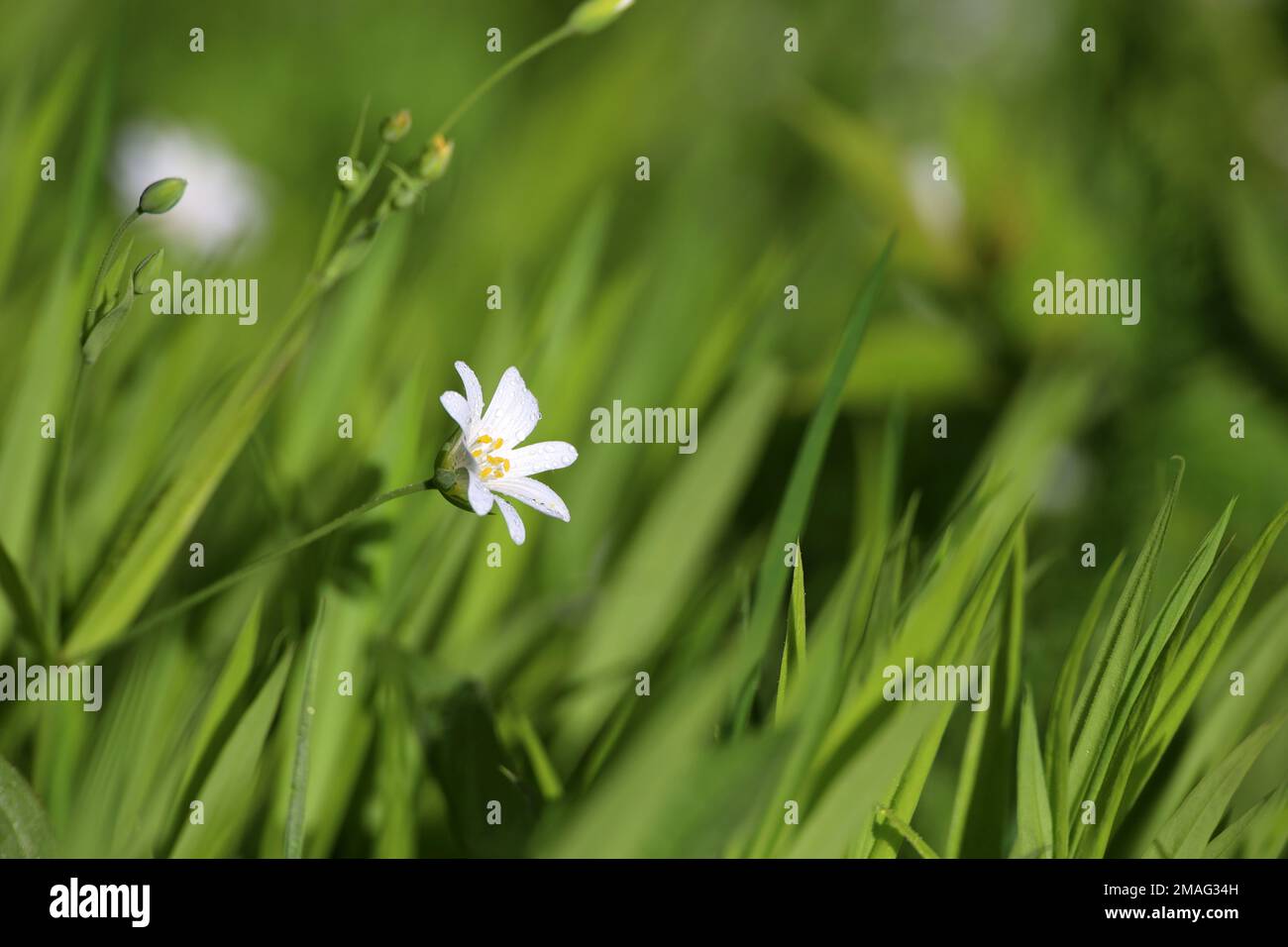 White flowers of Greater Stitchwort (Stellaria holostea) with water drops in grass on green meadow. Summer floral background, beauty of nature Stock Photo