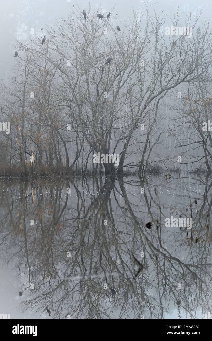Mist drifts through the trees at the edge of the pond on a winter morning. Stock Photo