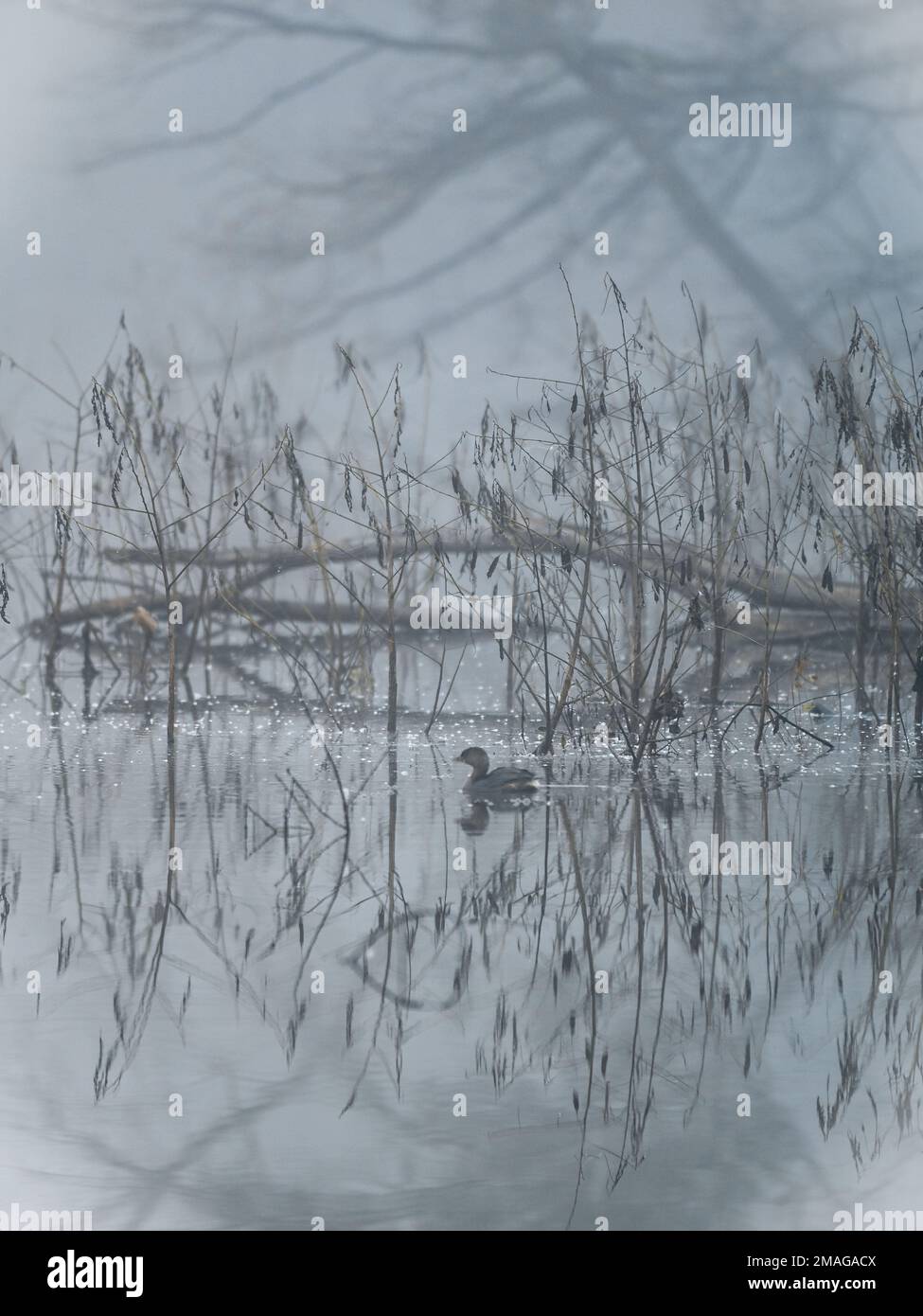 A mist envelops the pond on a winter morning, rendering the world in shades of grey. Stock Photo