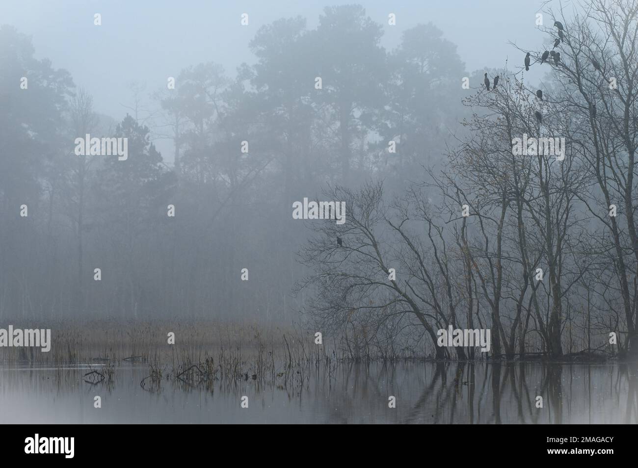 Mist drifts over the pond on a winter day in January. Stock Photo