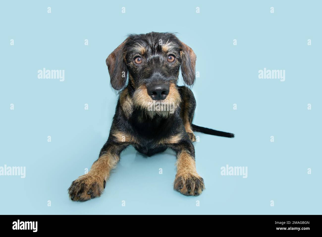 Portrait young puppy Dachshund dog lying down looking at camera. Isolated on blue pastel background Stock Photo