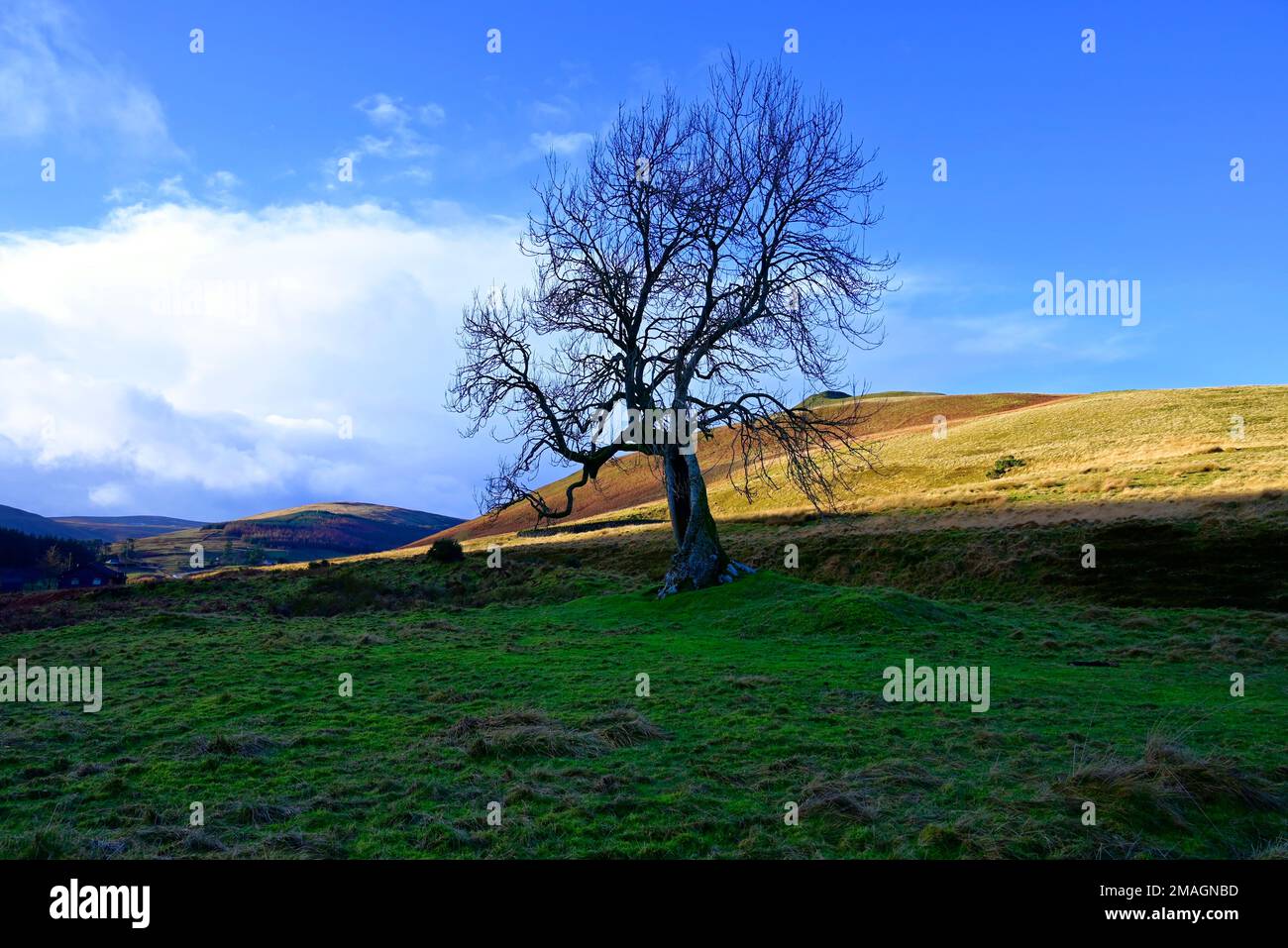 The Frandy tree Glendevon Perthshire Stock Photo