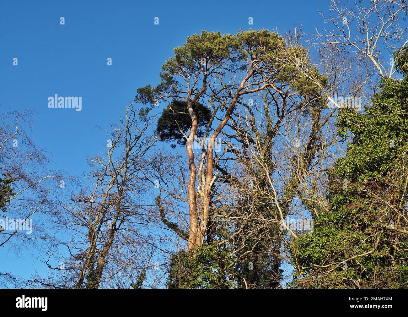 Pine trees against a blue sky Stock Photo