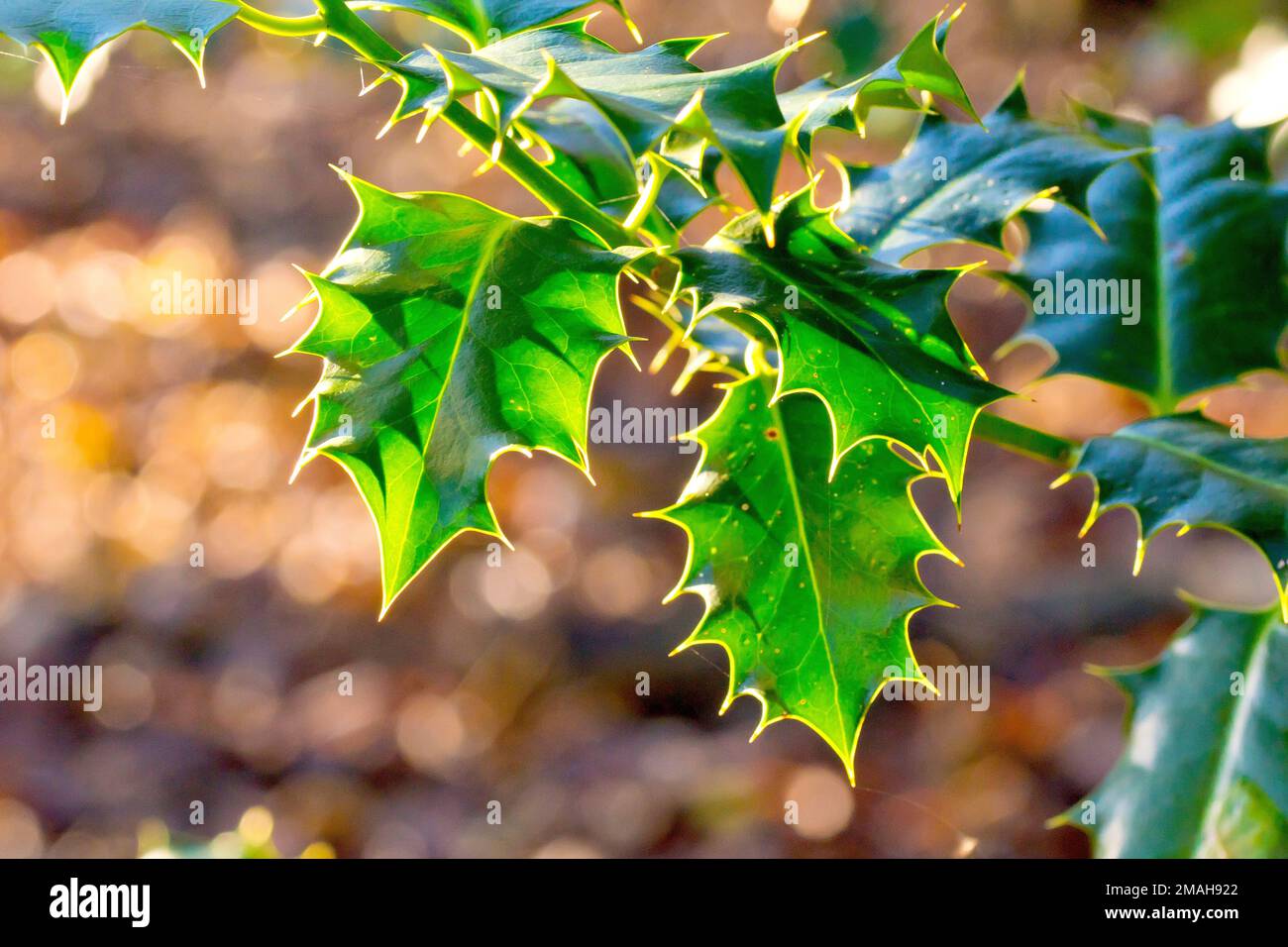 Holly (ilex aquifolium), close up of the spiny green leaves of the shrub back lit by a low autumn sun. Stock Photo