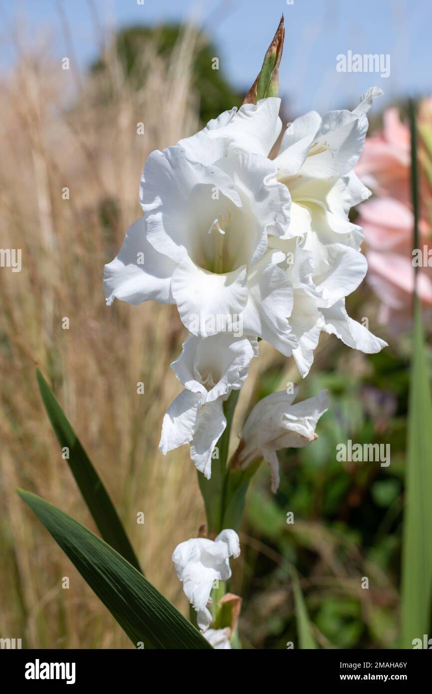 Close up of white gladiolus flowers in bloom Stock Photo