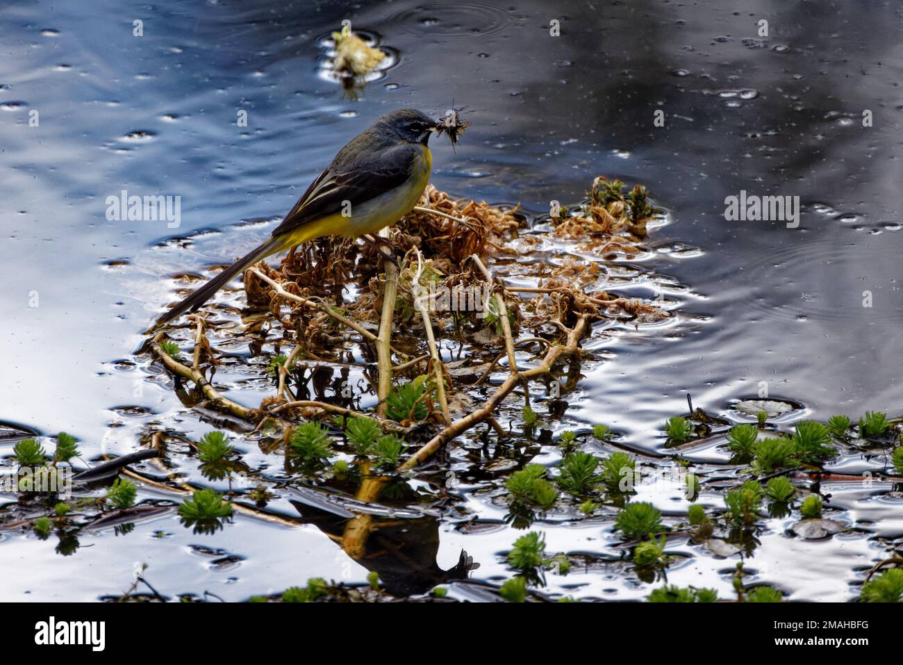 Grey Wagtail holding insect prey in its beak whilst perched on waterborne vegetation Stock Photo
