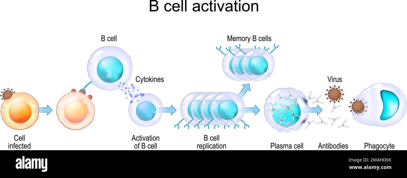 Activation of B cell leukocytes. transparent realistic cells of Adaptive and Innate immune system. vector poster Stock Vector