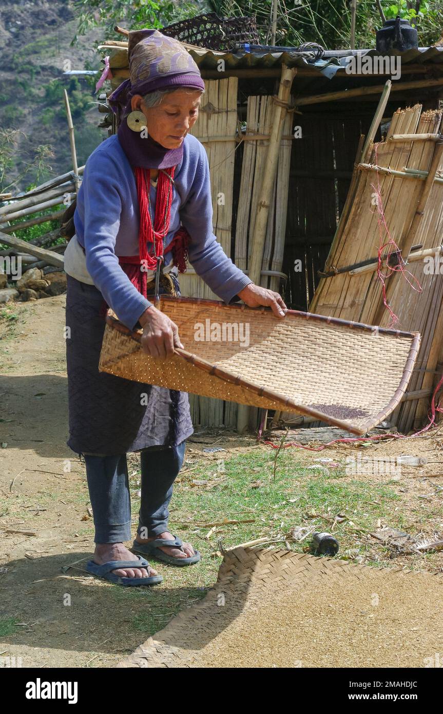 Raga, Arunachal Pradesh, India - 02 20 2013 : Nyishi tribe old woman wearing traditional jewellery harvesting mustard seeds after winnowing Stock Photo