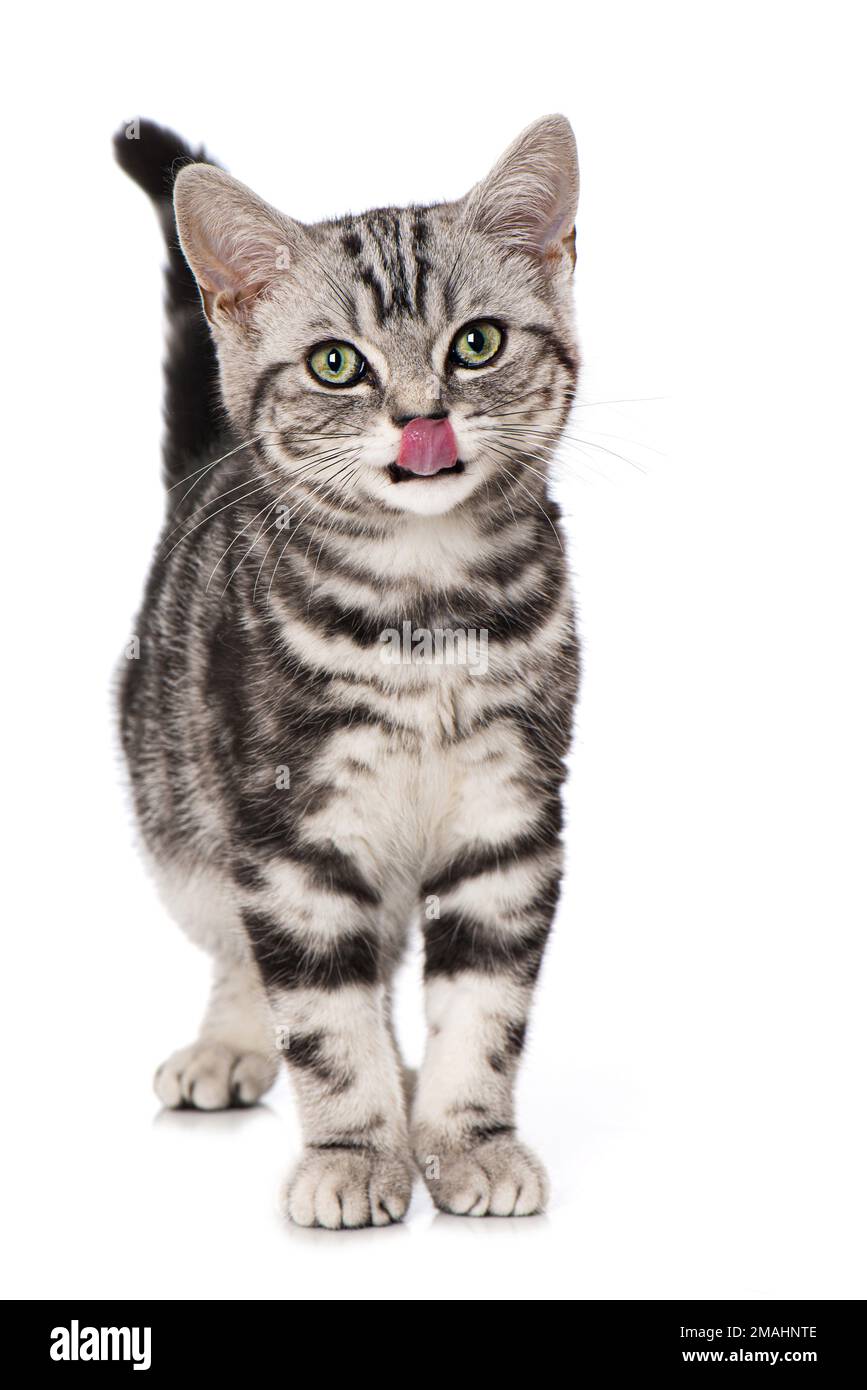 Why Does My Cat Keep Licking His Mouth at Audrey Davila blog