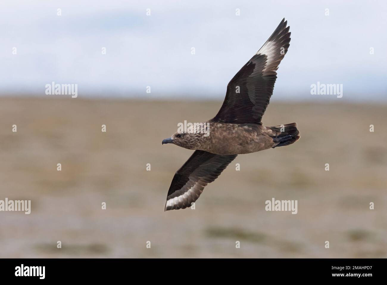 Great Skua (Stercorarius skua), side view of an adult in flight, Southern Region, Iceland Stock Photo