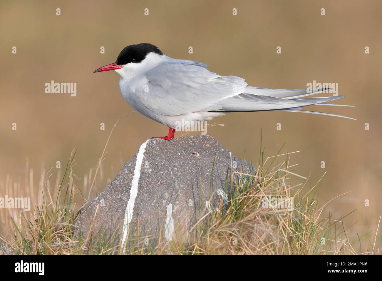 Arctic Tern (Sterna paradisaea), side view of an adult standing on a rock, Western Region, Iceland Stock Photo