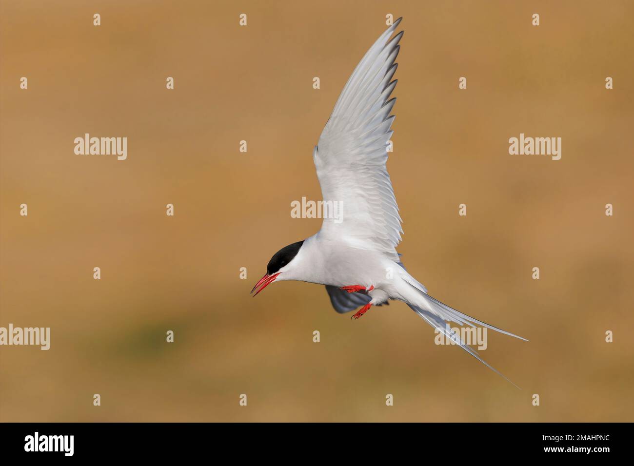 Arctic Tern (Sterna paradisaea), side view of an adult in flight, Western Region, Iceland Stock Photo