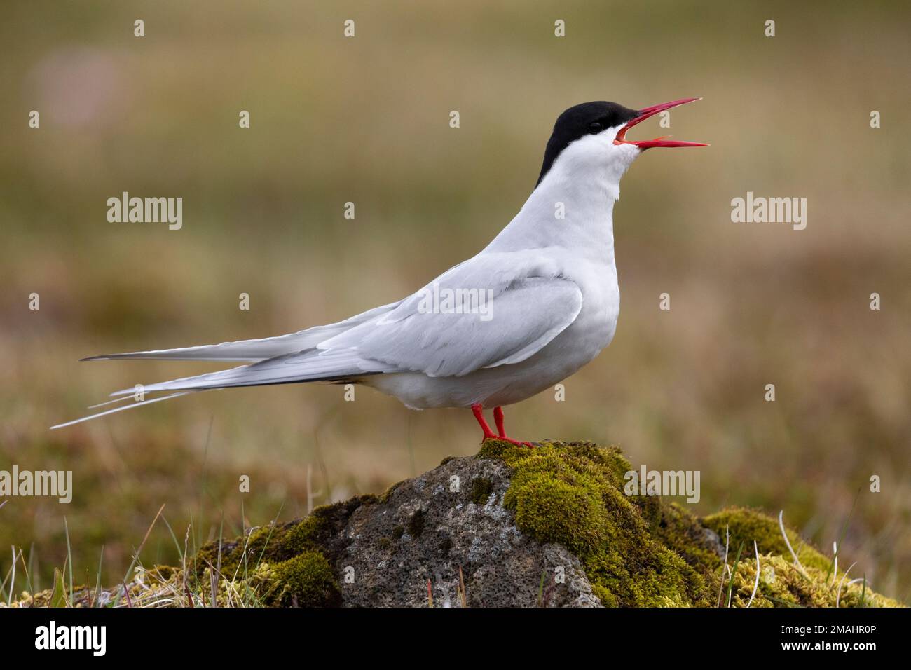 Arctic Tern (Sterna paradisaea), side view of an adult standing on a rock, Southern Peninsula, Iceland Stock Photo