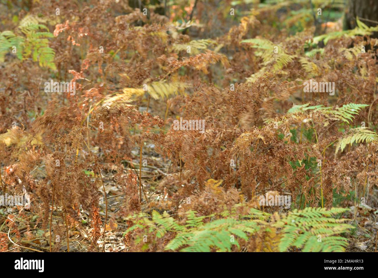 Withered leaves trees on green hi-res stock photography and images - Alamy