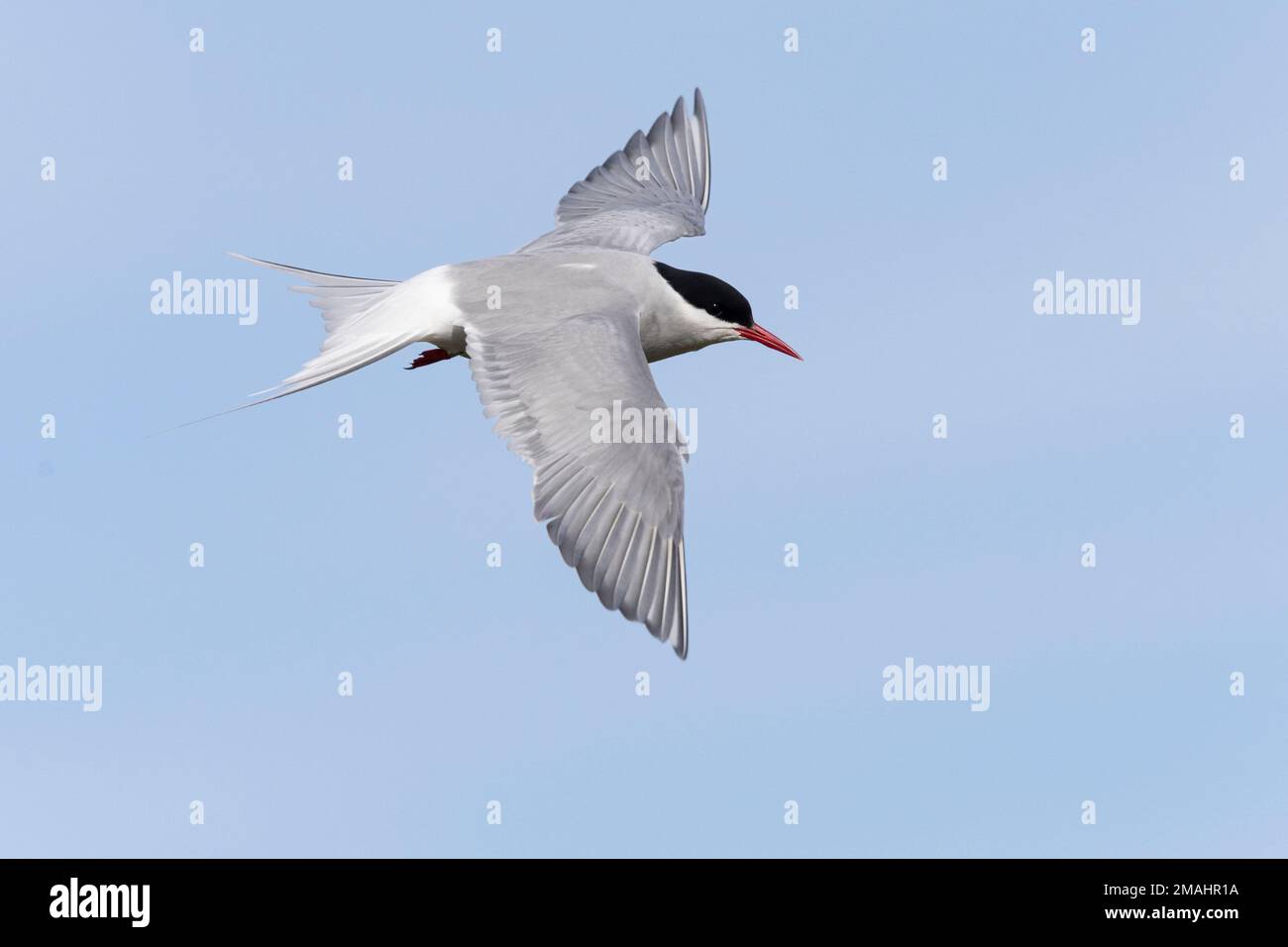 Arctic Tern (Sterna paradisaea), side view of an adult in flight, Southern Peninsula, Iceland Stock Photo