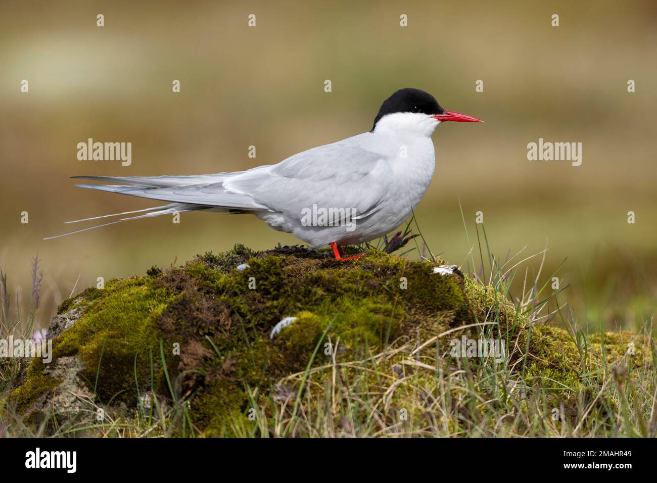 Arctic Tern (Sterna paradisaea), side view of an adult standing on a rock, Southern Peninsula, Iceland Stock Photo