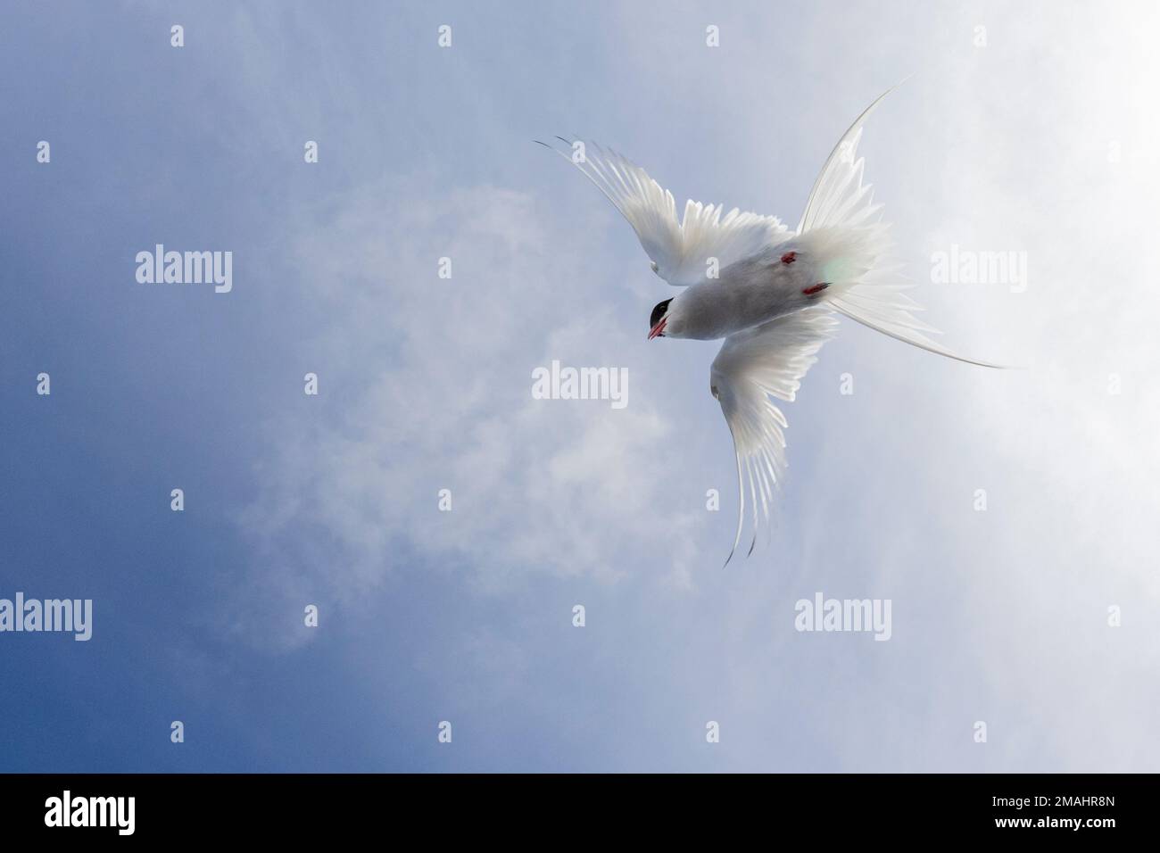 Arctic Tern (Sterna paradisaea), adult in flight seen from below, Southern Peninsula, Iceland Stock Photo