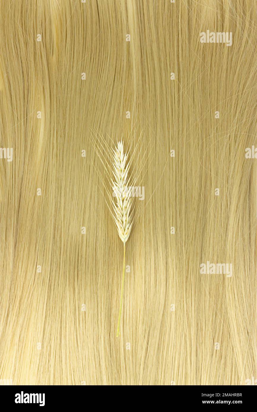 Strand of blond hair with sprigs of ripe wheat on white. Curls hair. Blond wavy hair on white background. Hairdresser service, strength, haircut, hair Stock Photo