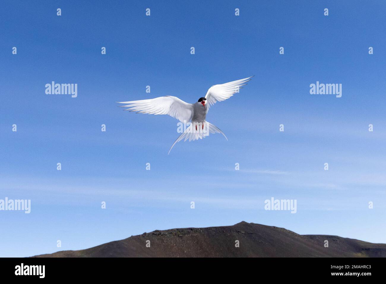 Arctic Tern (Sterna paradisaea), adult in flight seen from below, Southern Peninsula, Iceland Stock Photo