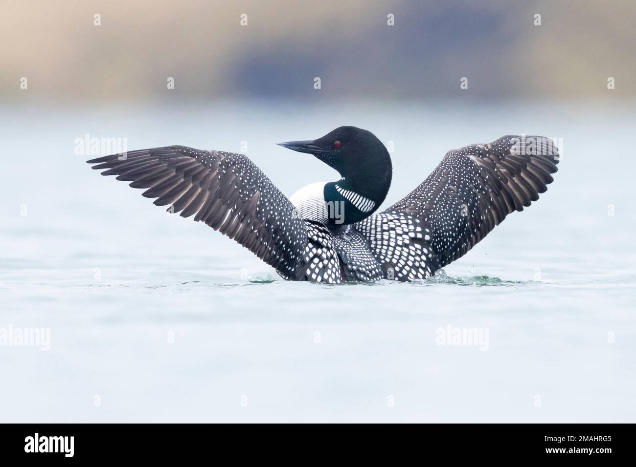 Great Northern Loon (Gavia immer), adult speading its wings, Northeastern Region, Iceland Stock Photo