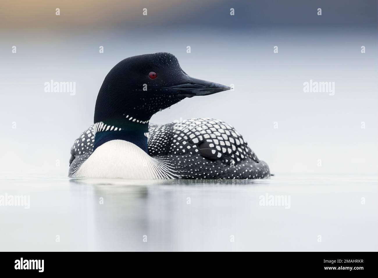 Great Northern Loon (Gavia immer), front view of an adult in the water, Northeastern Region, Iceland Stock Photo