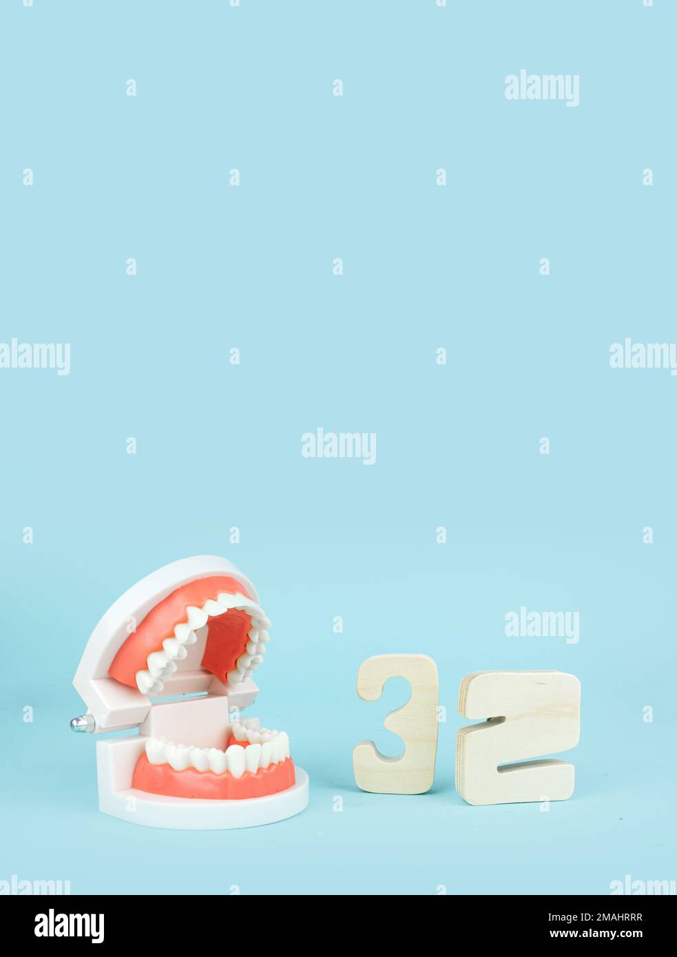 False teeth with number thirty-two. Artificial jaw on blue background, close-up. Dentoform, Dental teeth model Stock Photo