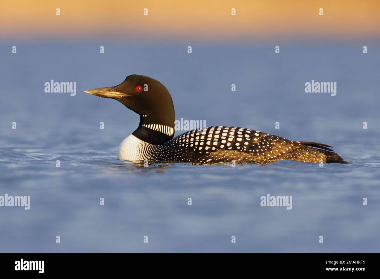 Great Northern Loon (Gavia immer), side view of an adult in the water, Northeastern Region, Iceland Stock Photo