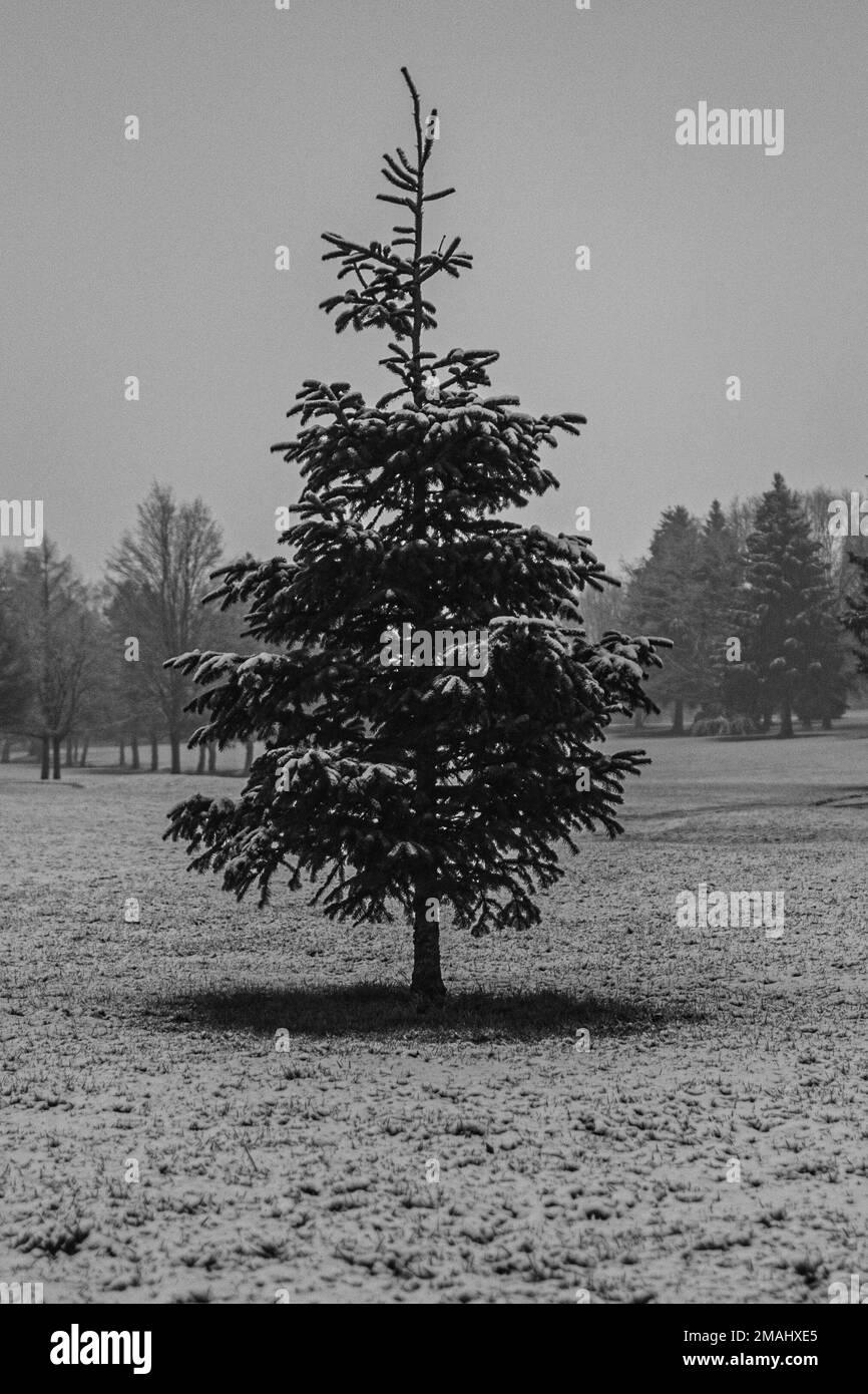 arbres en hiver Stock Photo