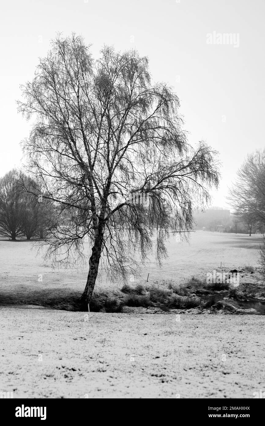 arbres en hiver Stock Photo