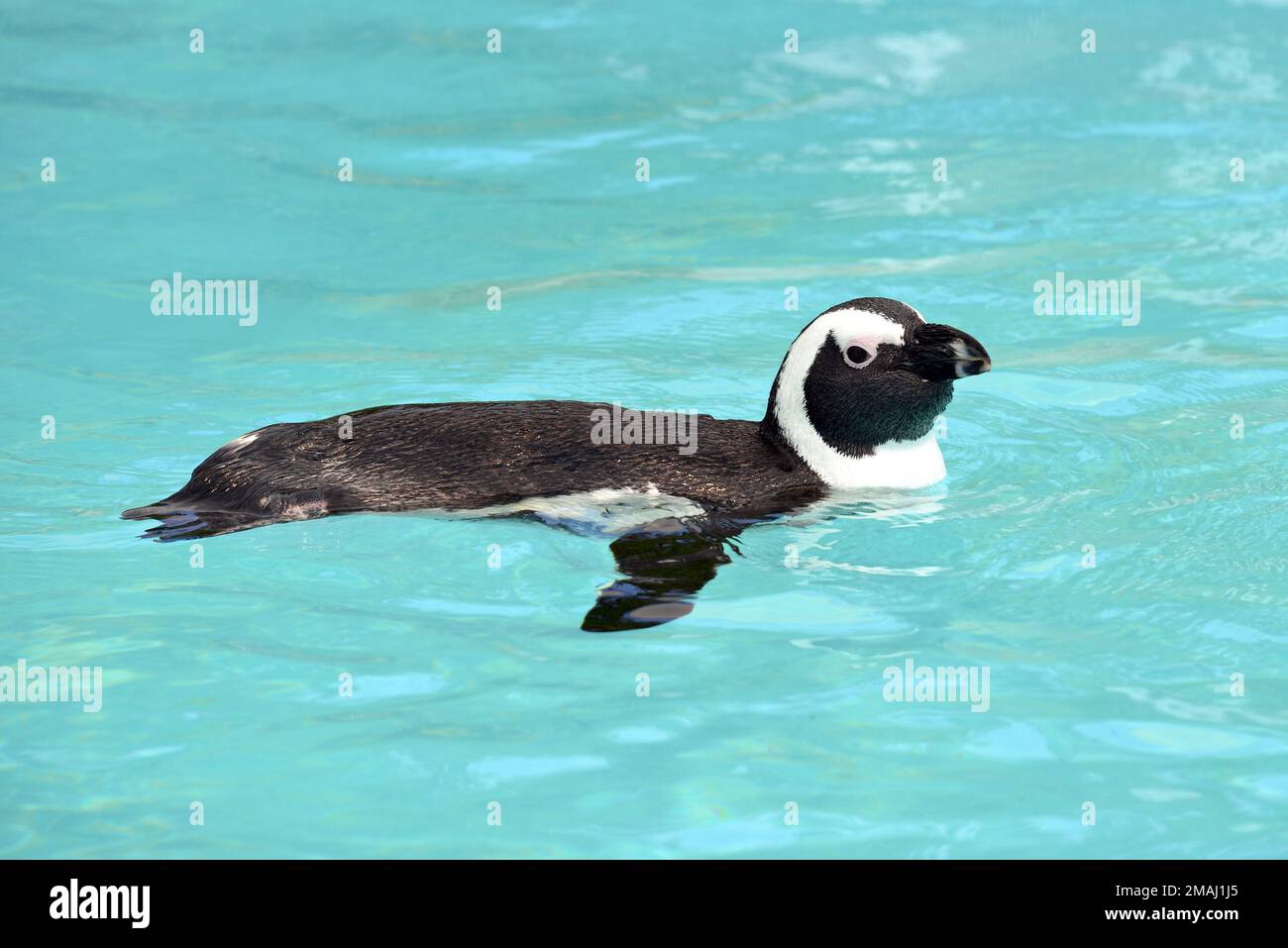 African penguin, Cape penguin, South African penguin, Brillenpinguin, Manchot du Cap, Spheniscus demersus, pápaszemes pingvin Stock Photo