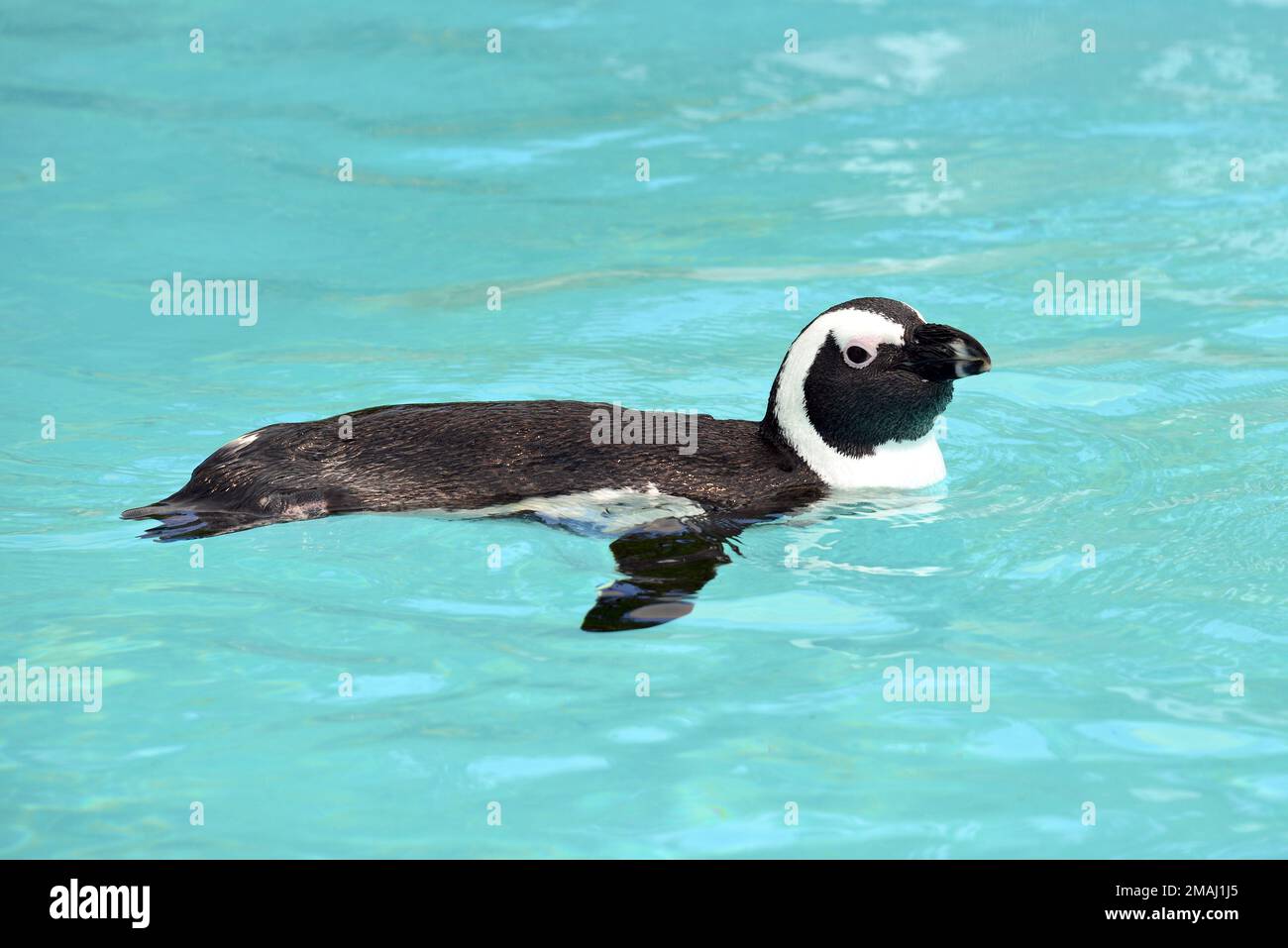 African penguin, Cape penguin, South African penguin, Brillenpinguin