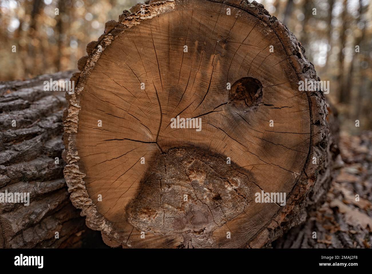 A cutaway log, rotting sawn wood closeup Stock Photo Alamy