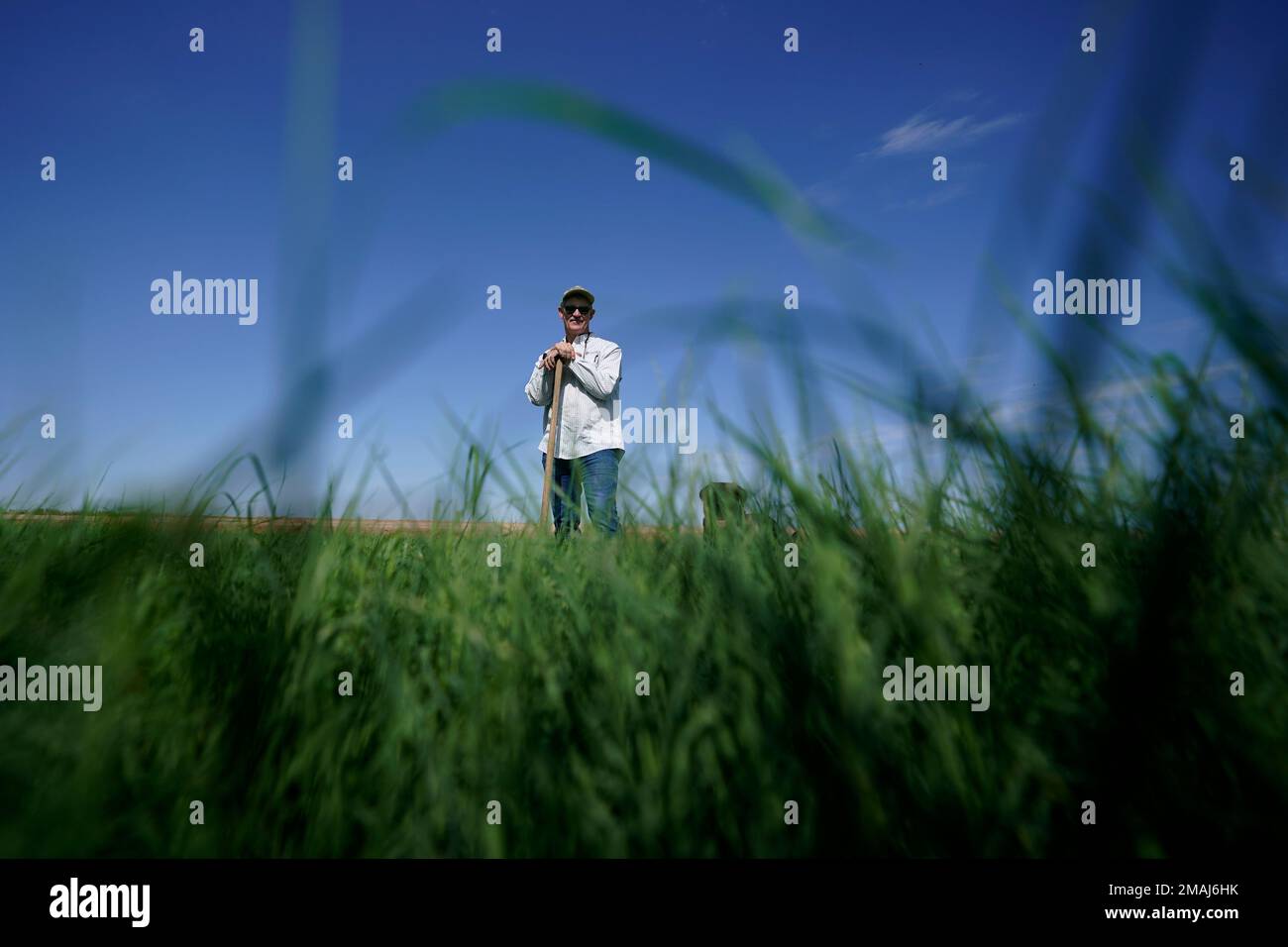 Farmer Larry Cox walks stands in a field of Bermudagrass at his farm