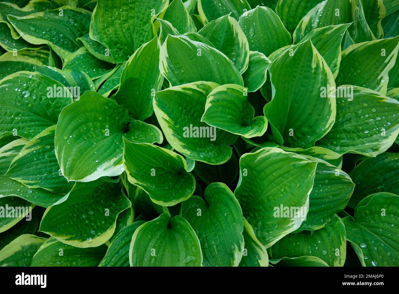 Hosta plant, plantain lily leaves with water drops, top view. Stock Photo
