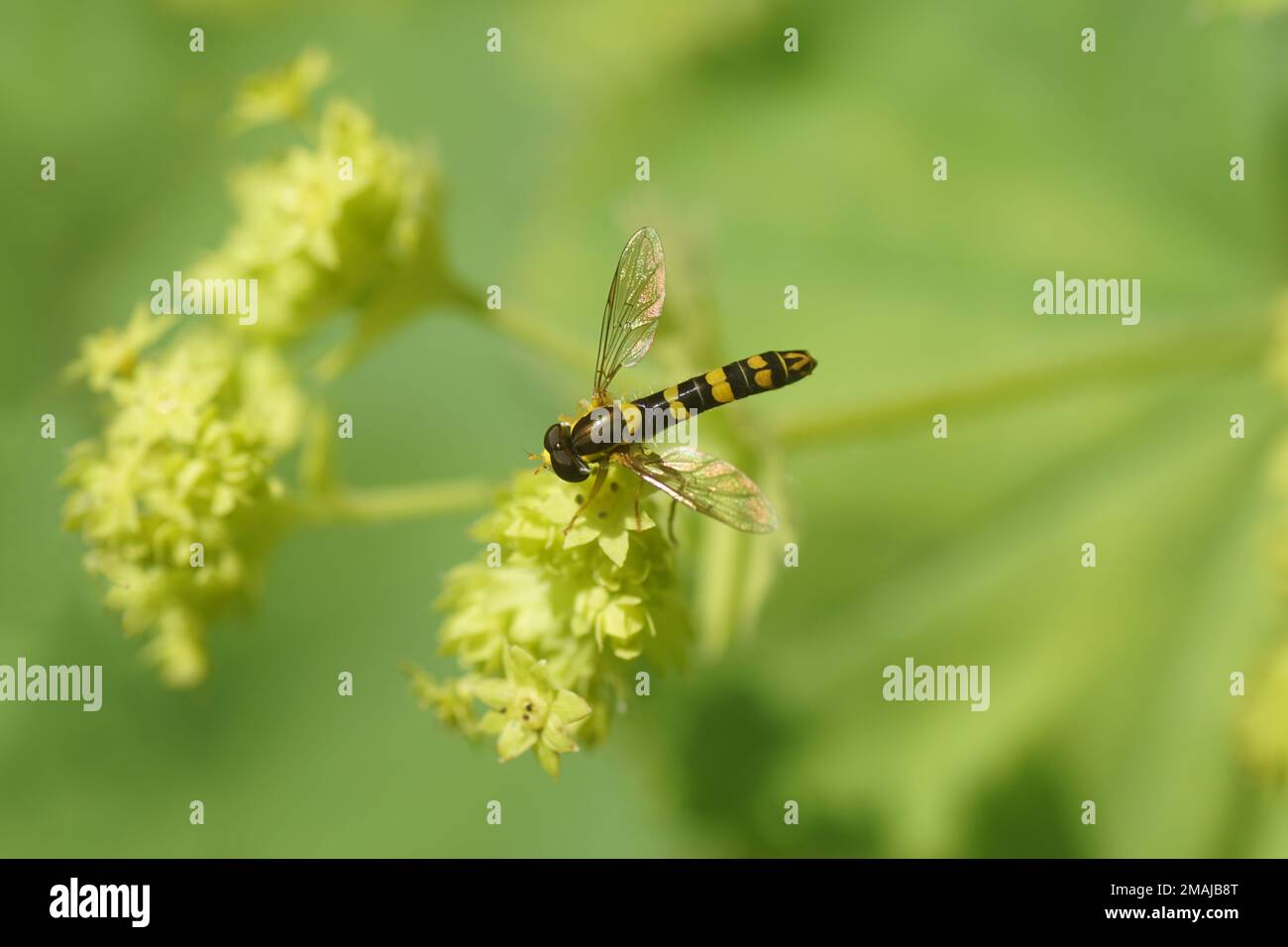 Closeup of a male hoverfly Sphaerophoria, probably Sphaerophoria scripta, family Syrphidae on blurred flowers of Lady's Mantle (Alchemilla vulgaris), Stock Photo